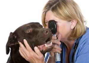 Ветеринар-офтальмолог