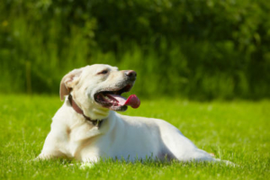 Гипертермия и тепловой удар у собаки