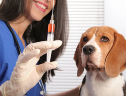 Терапия и вакцинация животных