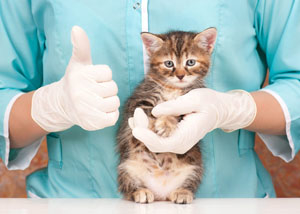 лечение пищевой аллергии у кошек