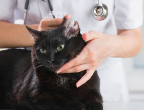 Ушная чесотка (отодектоз) у кошек и котов