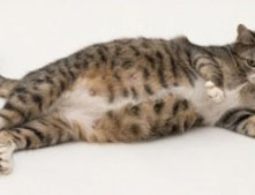 Мастопатия у кошек – причины, симптомы, лечение заболевания
