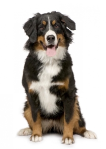 Пироплазмоз (бабезиоз) у собак : возбудитель, симптомы, диагностика, лечение и профилактика